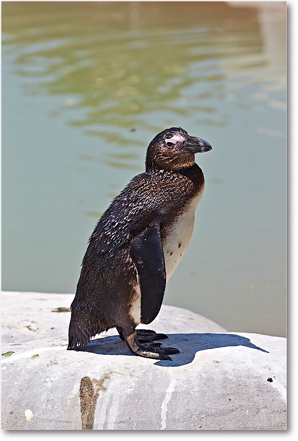 PenguinLittle-RichmondZoo-2014May_2DXA0228 copy