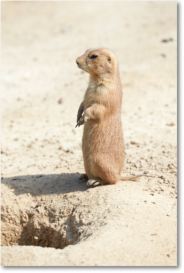PrairieDogBlkTail-RichmondZoo-2014May_2DXA0001 copy
