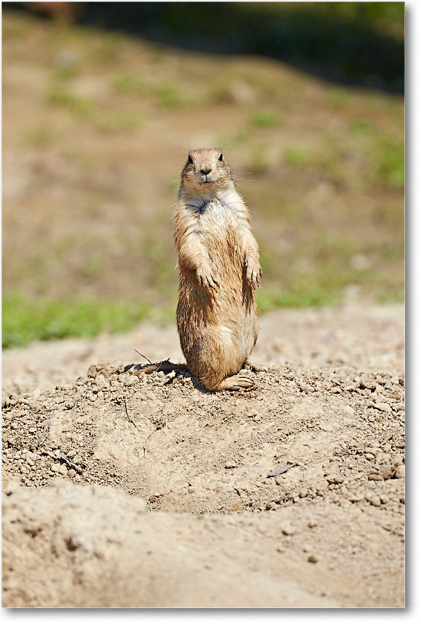 PrairieDogBlkTail-RichmondZoo-2014May_2DXA0149 copy