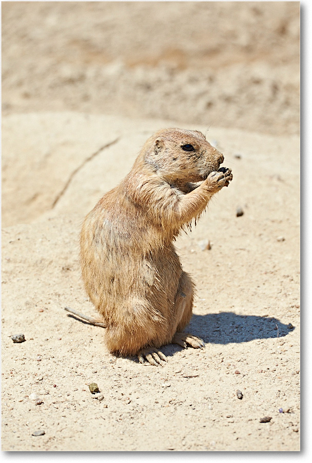 PrairieDogBlkTail-RichmondZoo-2014May_2DXA0174 copy