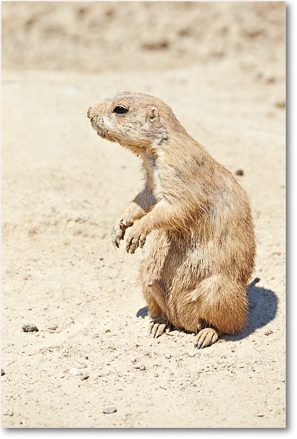 PrairieDogBlkTail-RichmondZoo-2014May_2DXA0178 copy