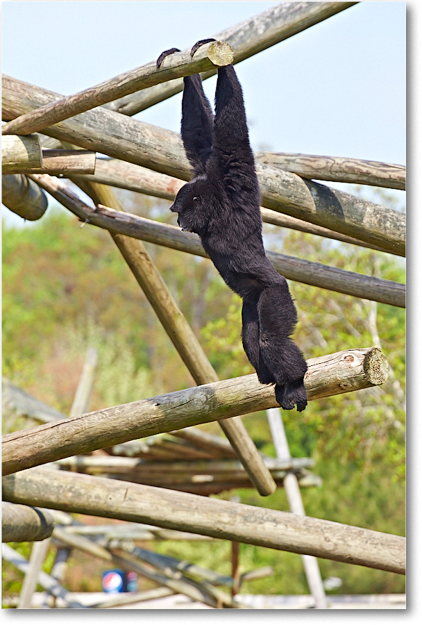 PrimateUnID-RichmondZoo-2014May_2DXA0003 copy