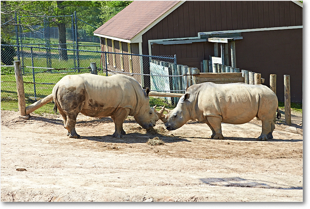 Rhinos-RichmondZoo-2014May_2DXA0057 copy