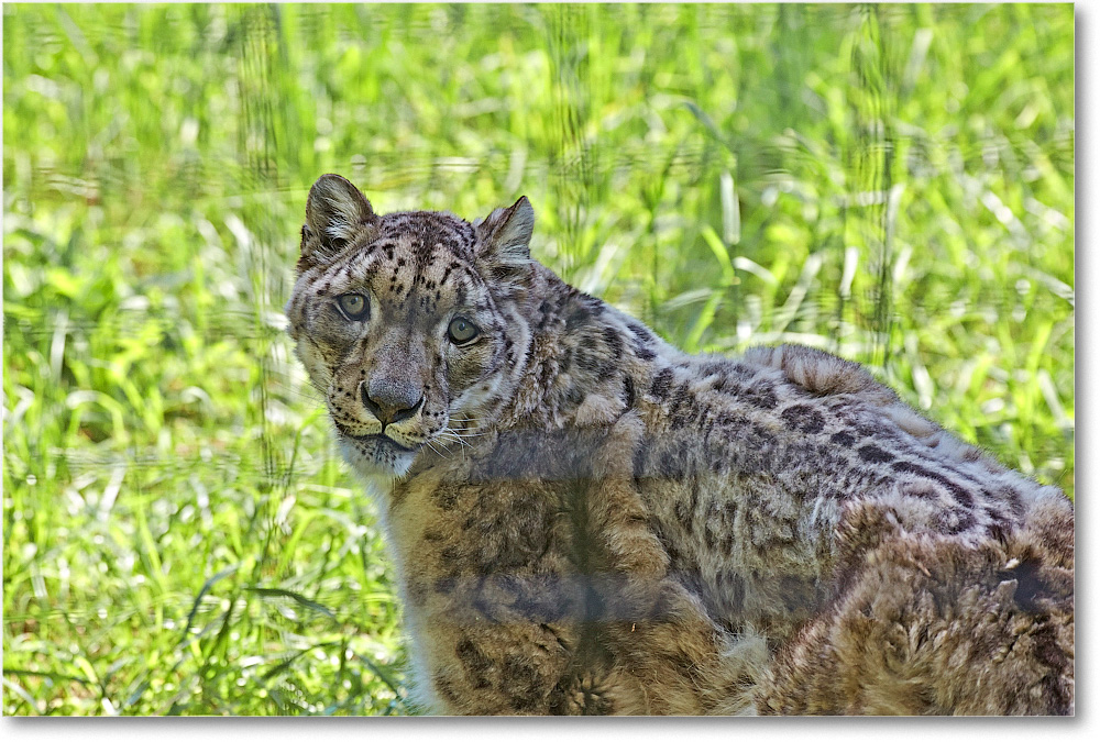 SnowLeopard-RichmondZoo-2014May_2DXA0078 copy