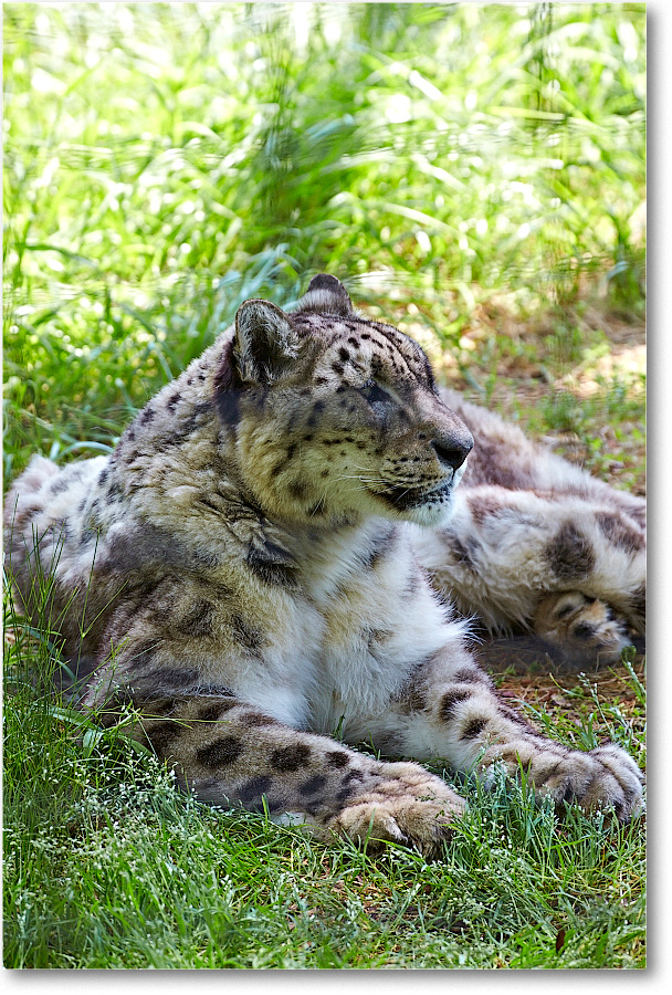 SnowLeopard-RichmondZoo-2014May_2DXA0081 copy