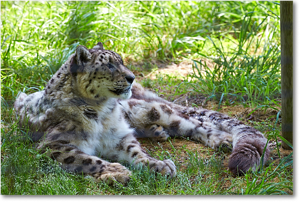 SnowLeopard-RichmondZoo-2014May_2DXA0083 copy