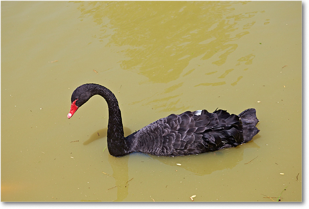 SwanBlack-RichmondZoo-2014May_2DXA0147 copy