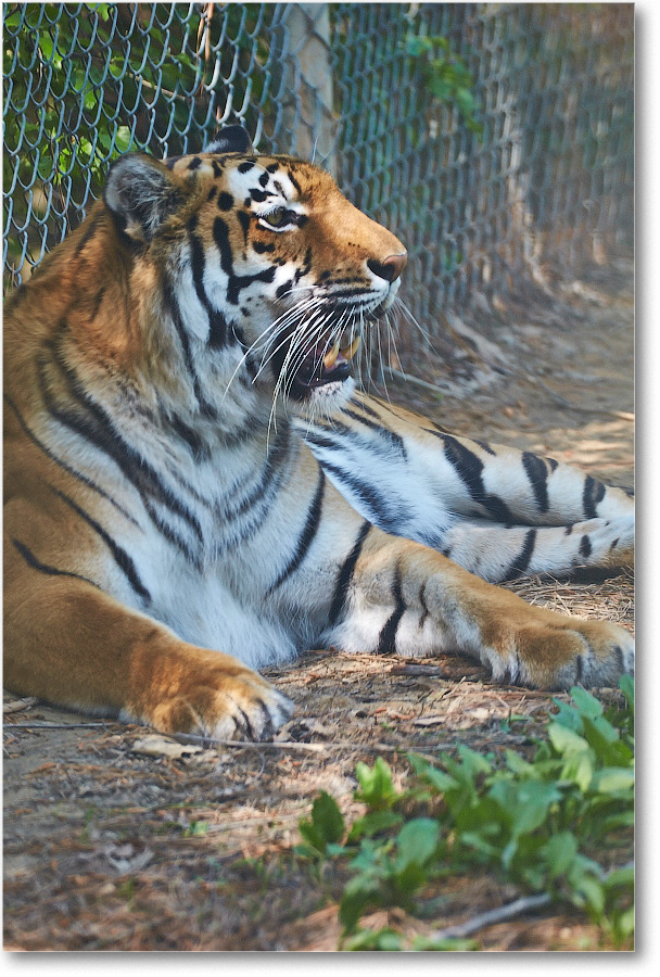 Tiger-RichmondZoo-2014May_2DXA0107 copy