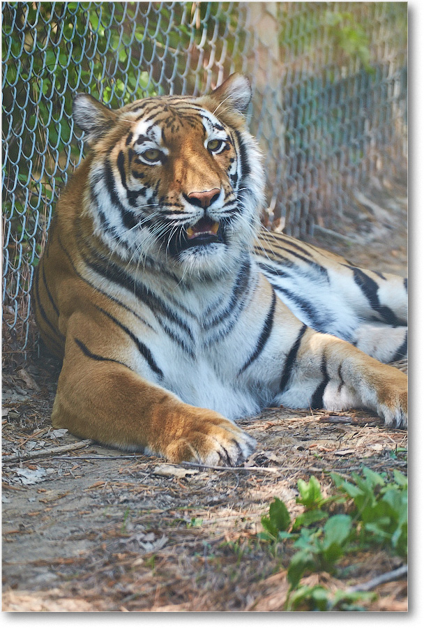 Tiger-RichmondZoo-2014May_2DXA0109 copy