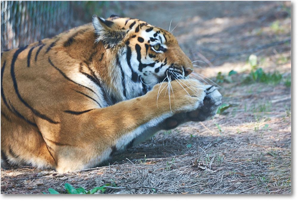 Tiger-RichmondZoo-2014May_2DXA0117 copy