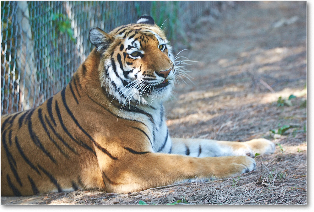 Tiger-RichmondZoo-2014May_2DXA0123 copy