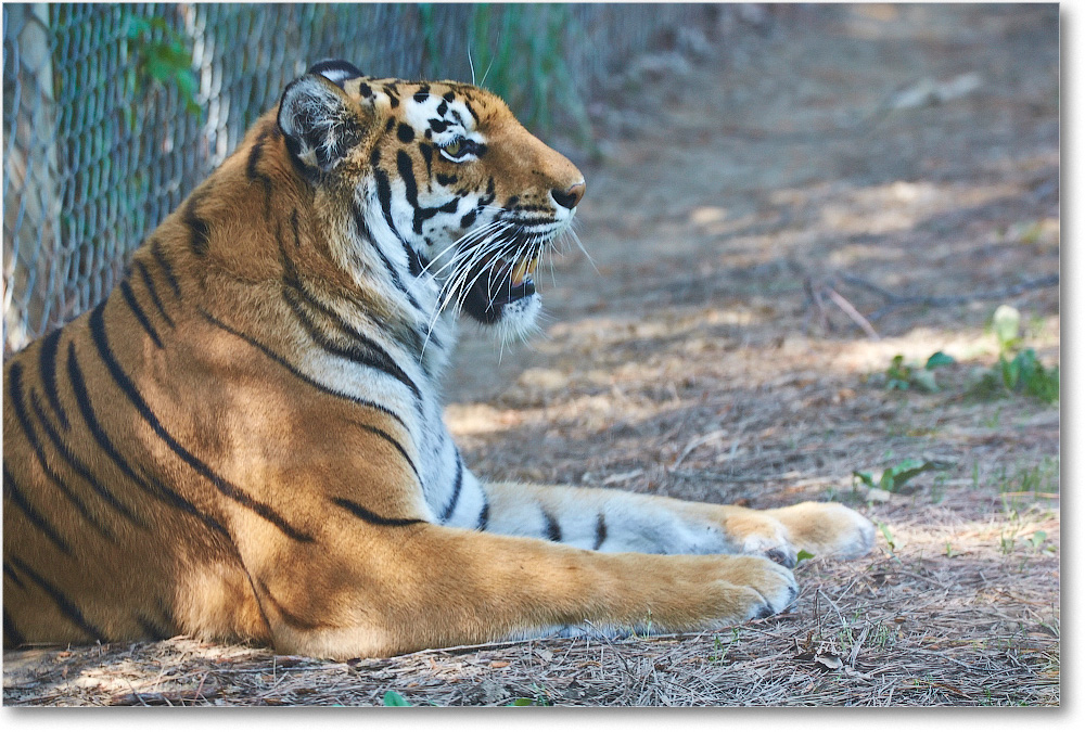 Tiger-RichmondZoo-2014May_2DXA0126 copy