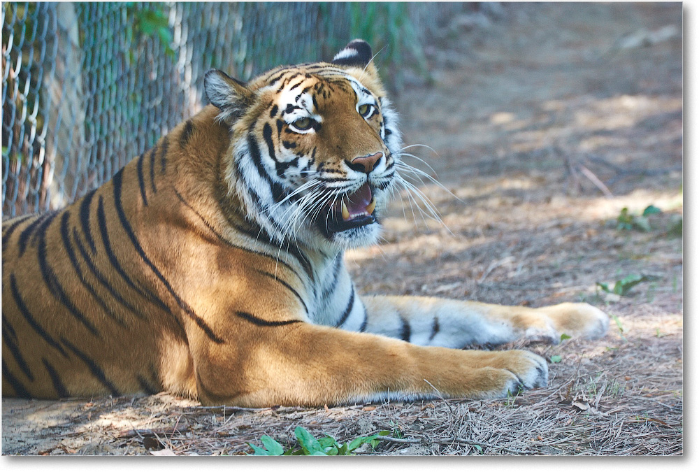 Tiger-RichmondZoo-2014May_2DXA0128 copy