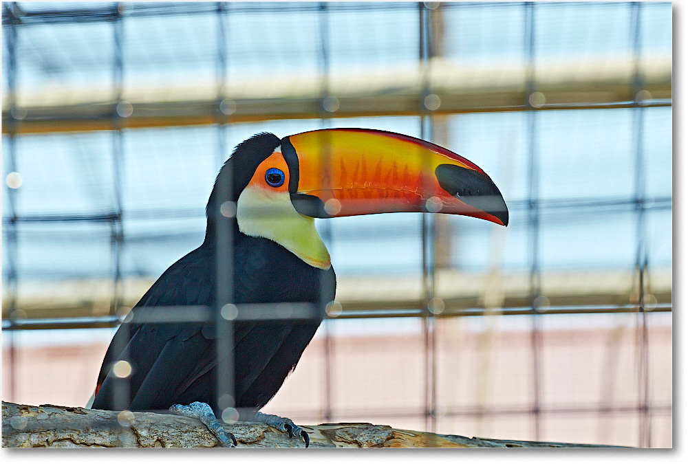 Toucan-RichmondZoo-2014May_2DXA0190 copy
