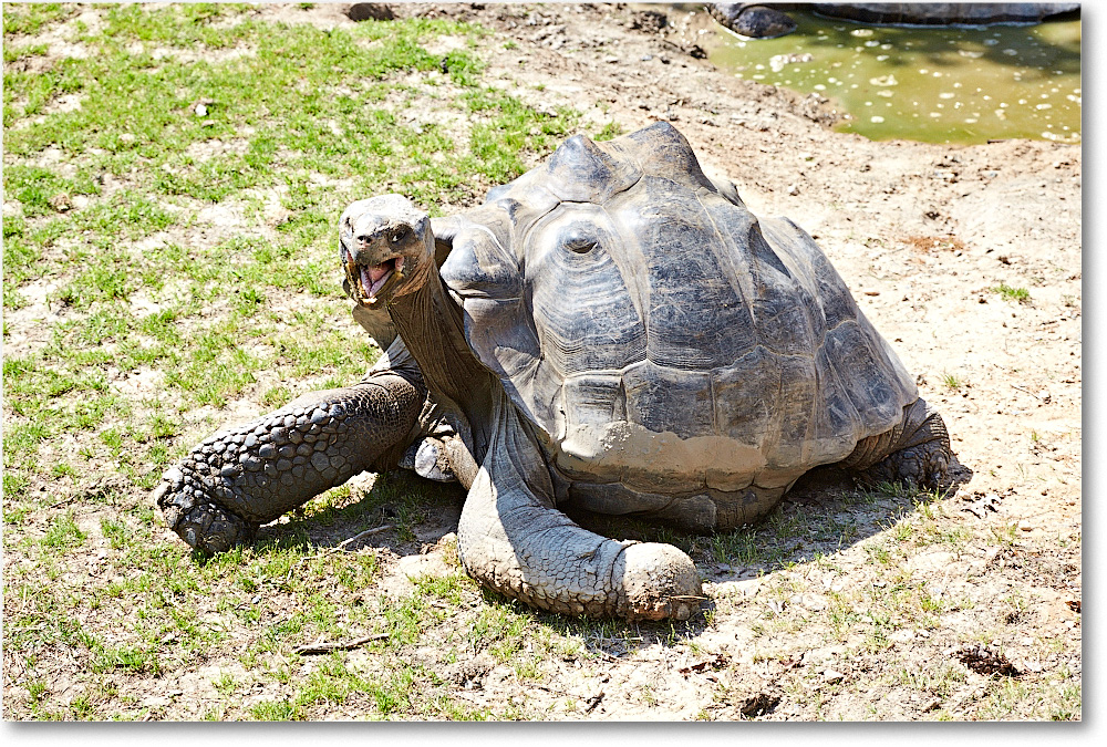 TurtleGalapagos-RichmondZoo-2014May_2DXA0073 copy