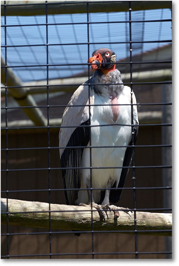 VultureKing-RichmondZoo-2014May_2DXA0187 copy