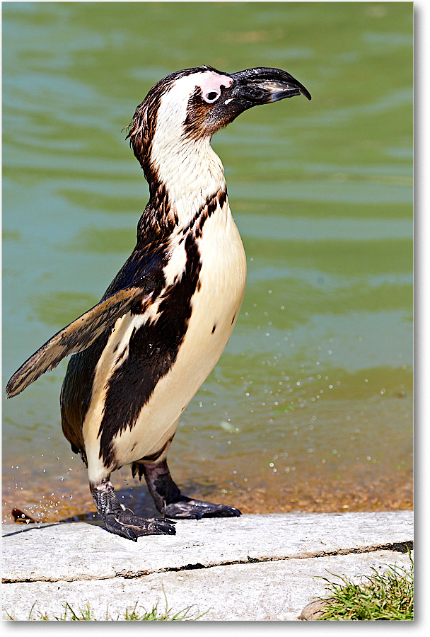 AfricanPenguin_RichmondZoo_2017May_5D5A0158 copy
