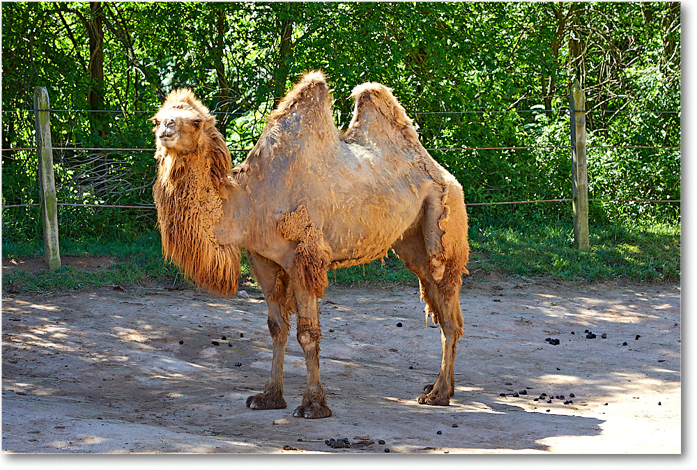 BactrianCamel_RichmondZoo_2017May_5D5A0136 copy