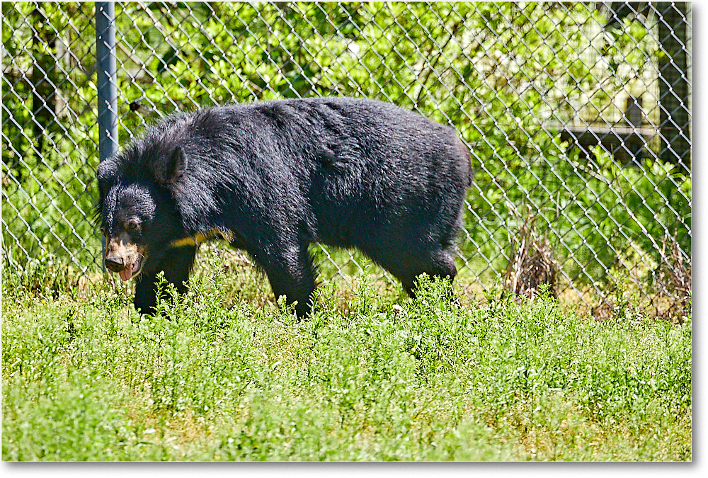BlackBear_RichmondZoo_2017May_5D5A0197 copy
