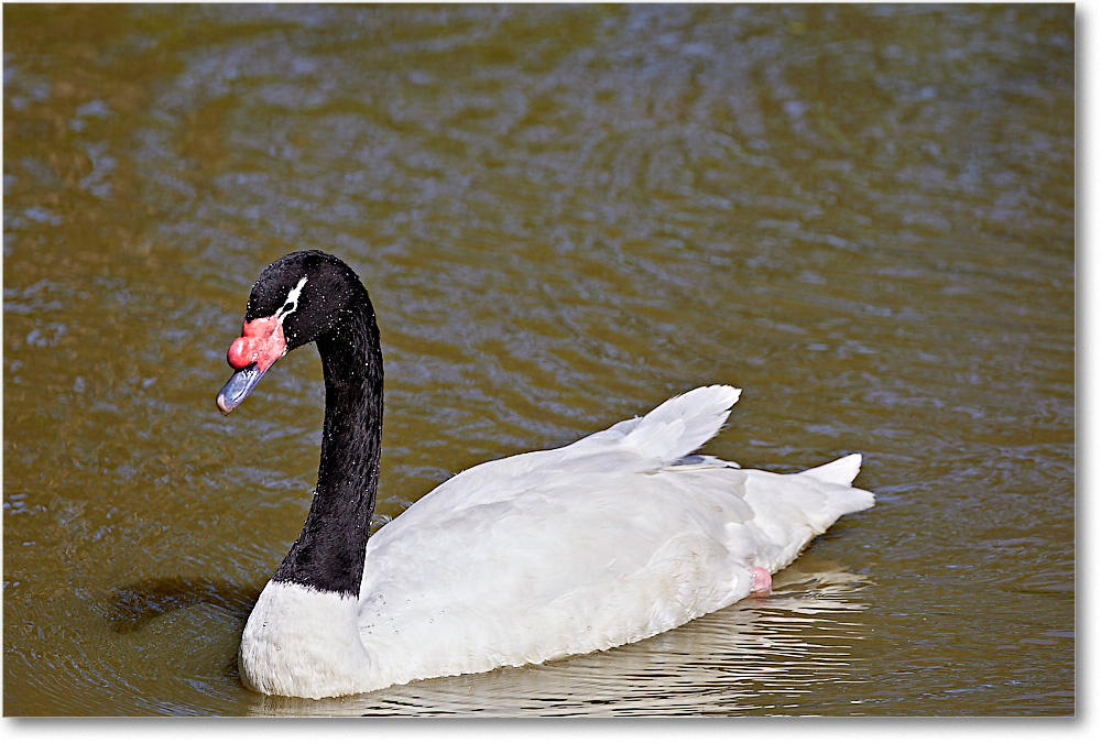 BlackNeckedSwan_RichmondZoo_2017May_5D5A0098 copy