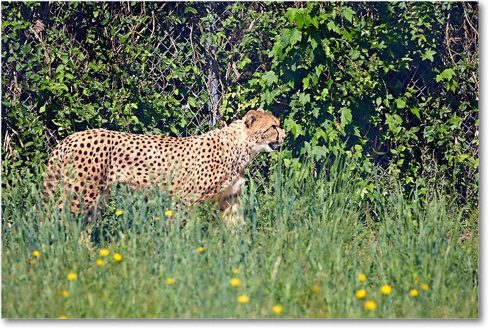 Cheetah_RichmondZoo_2017May_5D5A0126 copy
