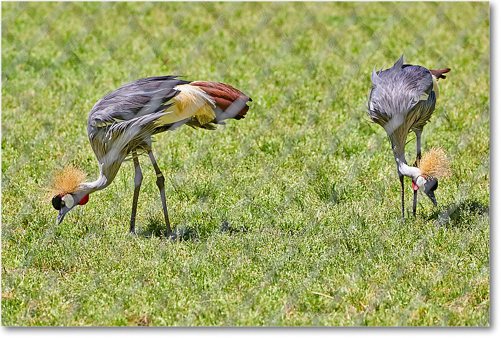 CrownedCranes_RichmondZoo_2017May_5D5A0203 copy
