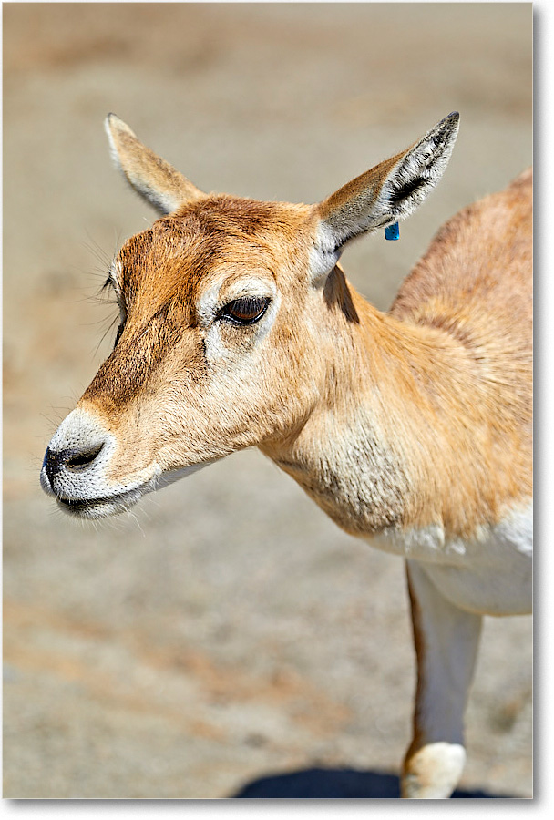 DeerJuvenile_RichmondZoo_2017May_5D5A0135 copy