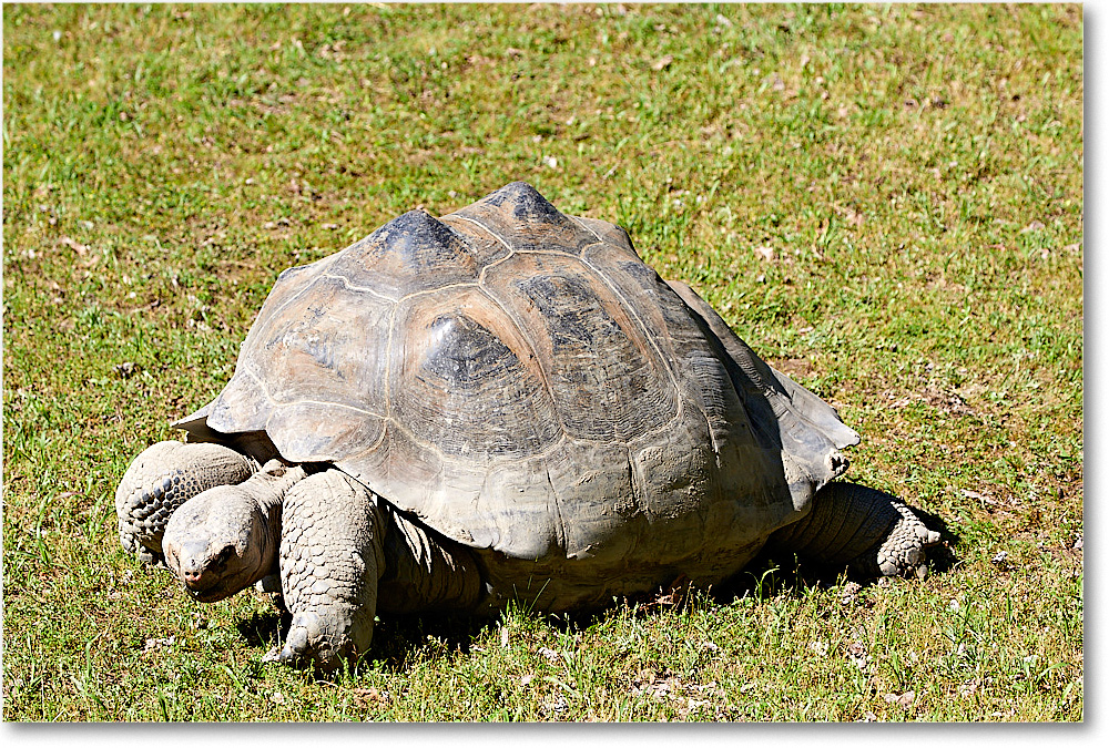 GalpogosTortoise_RichmondZoo_2017May_5D5A0113 copy