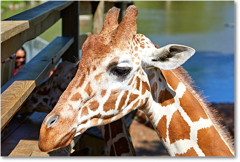 Giraffe_RichmondZoo_2017May_5D5A0131 copy
