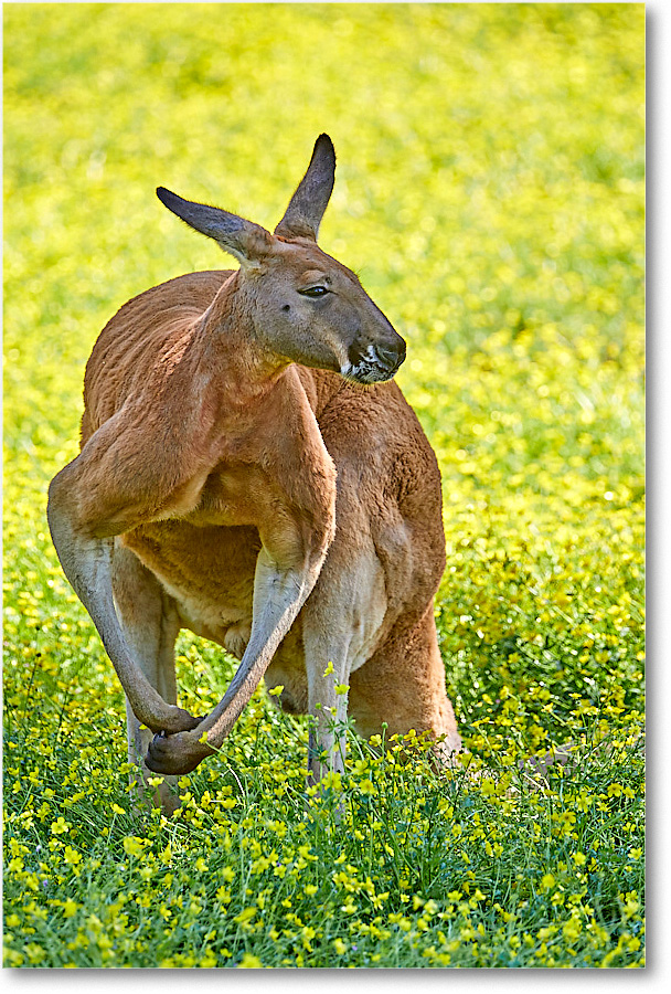 Kangaroo_RichmondZoo_2017May_5D5A0188 copy