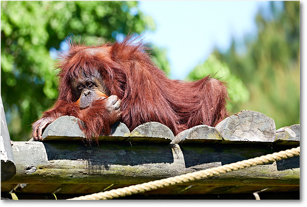 Orangutan_RichmondZoo_2017May_5D5A0111 copy