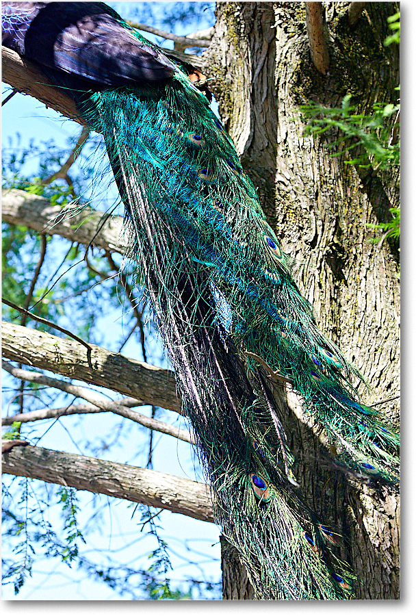 Peacock_RichmondZoo_2017May_5D5A0178 copy