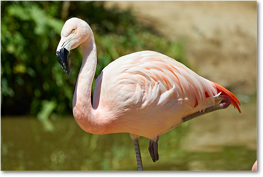 PinkFlamingo_RichmondZoo_2017May_5D5A0211 copy