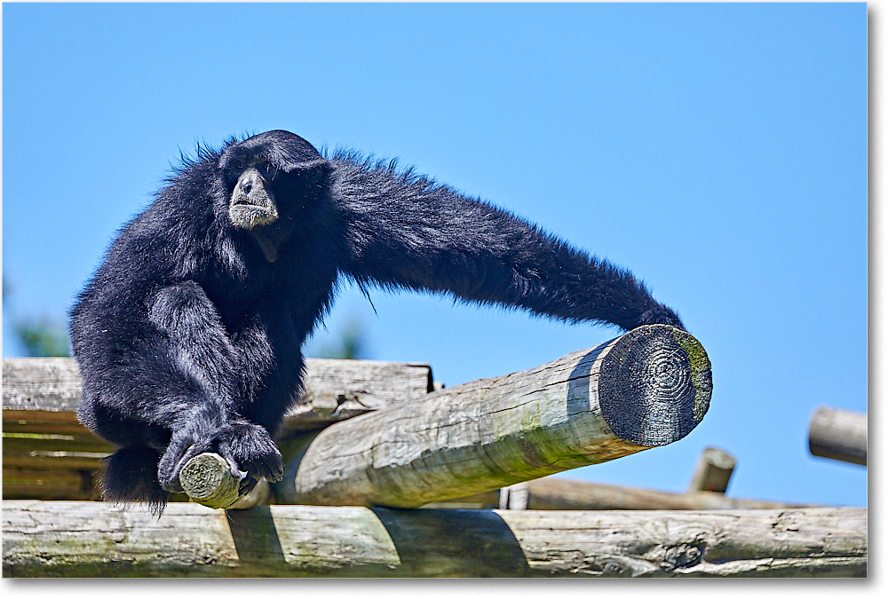 Siamang_RichmondZoo_2017May_5D5A0207 copy