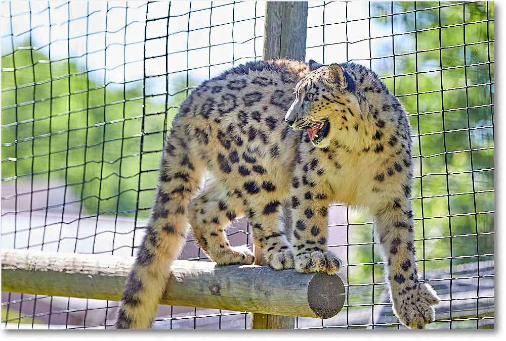 SnowLeopard_RichmondZoo_2017May_5D5A0104 copy