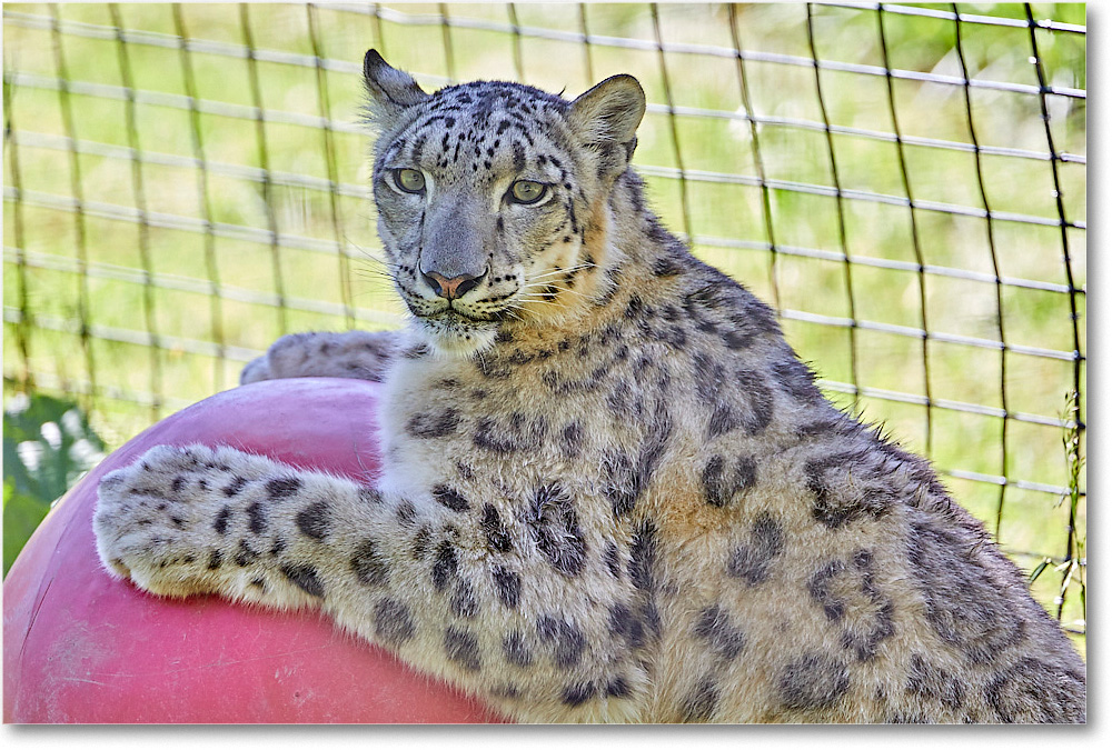 SnowLeopard_RichmondZoo_2017May_5D5A0106 copy
