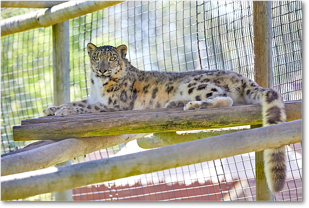 SnowLeopard_RichmondZoo_2017May_5D5A0109 copy