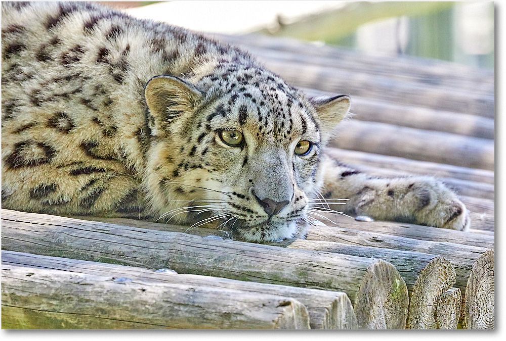SnowLeopard_RichmondZoo_2017May_5D5A0192 copy