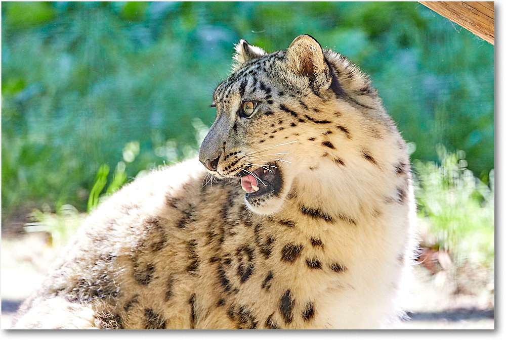 SnowLeopard_RichmondZoo_2017May_5D5A0198 copy
