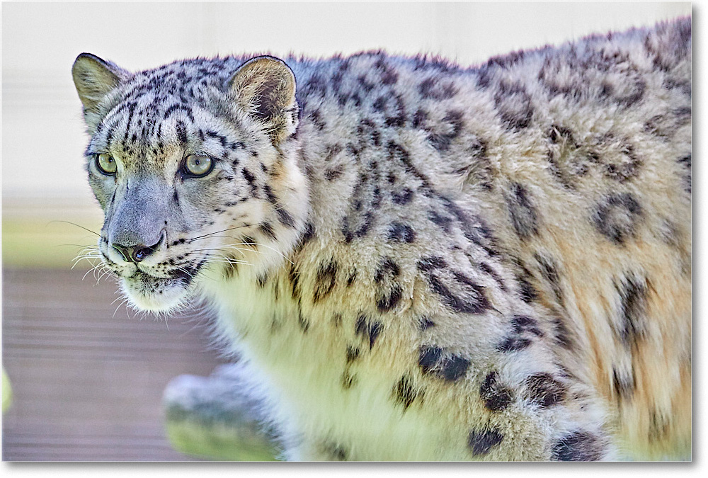 SnowLeopard_RichmondZoo_2017May_5D5A0199 copy