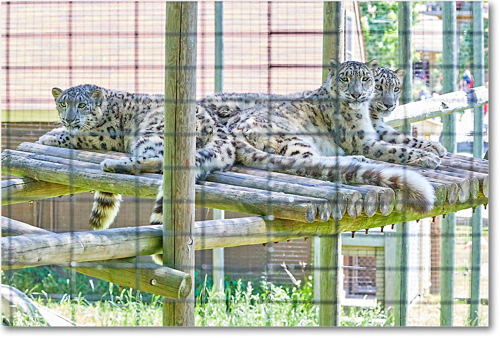 SnowLeopards_RichmondZoo_2017May_5D5A0201 copy