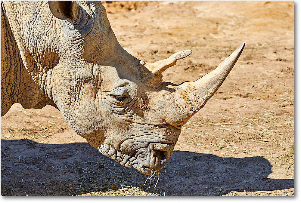 WhiteRino_RichmondZoo_2017May_5D5A0115 copy