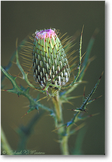Bull-Thistle-Closed-21V-V1-Sep05