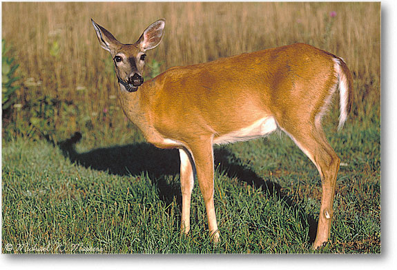 Deer-Skyline-35H-V1-Sep05