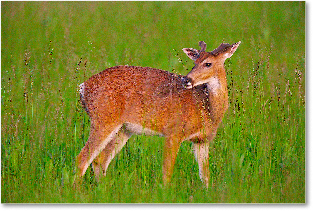 DeerWhitetail-BigMeadows-2007Sept_E0K1239 copy