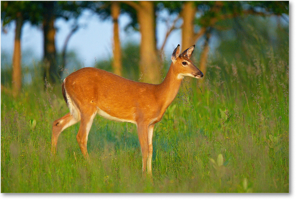 DeerWhitetail-BigMeadows-2007Sept_E0K1259 copy