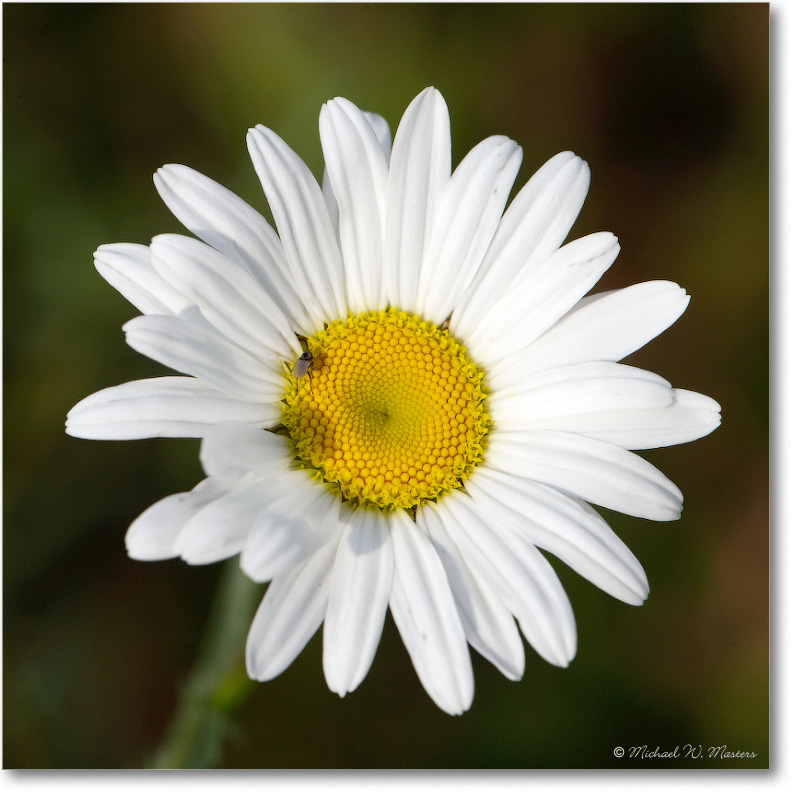 Meadow-Daisy-E0K1138