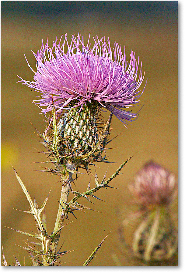 Bullthistle-BigMeadows-2007Sept_E0K1525 copy