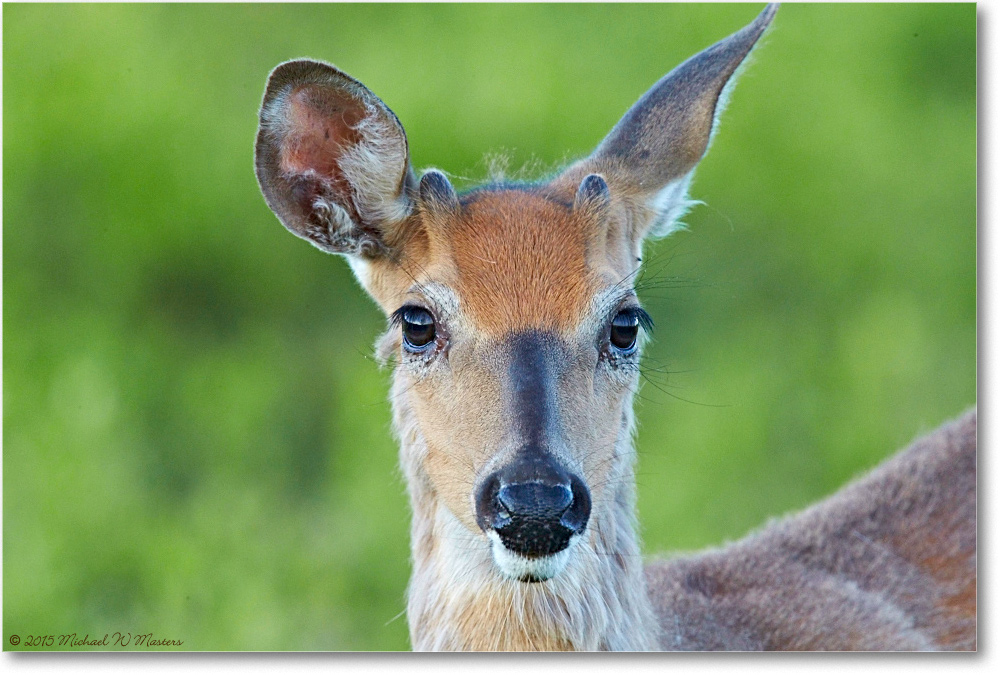 DeerWhitetail_BigMeadows_2015May_1DXA2020