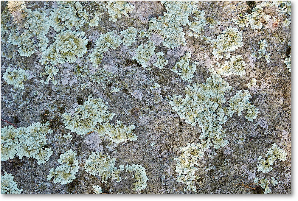 RockLichens_SkylineDrive_2015May_2DXA6335 copy